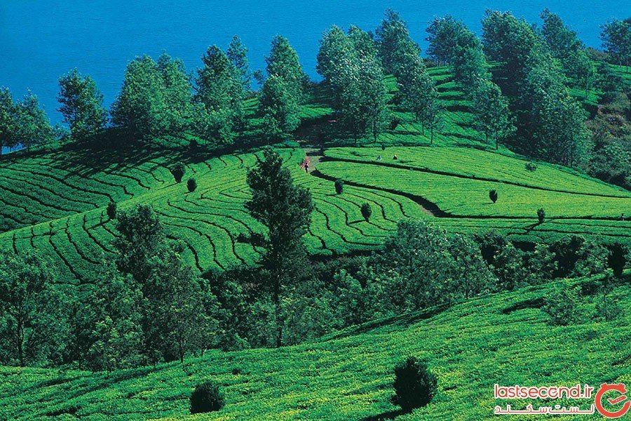 Neelakurinji