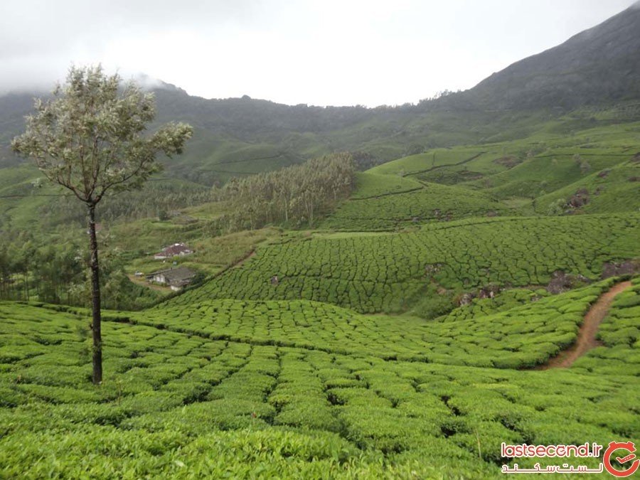 Neelakurinji