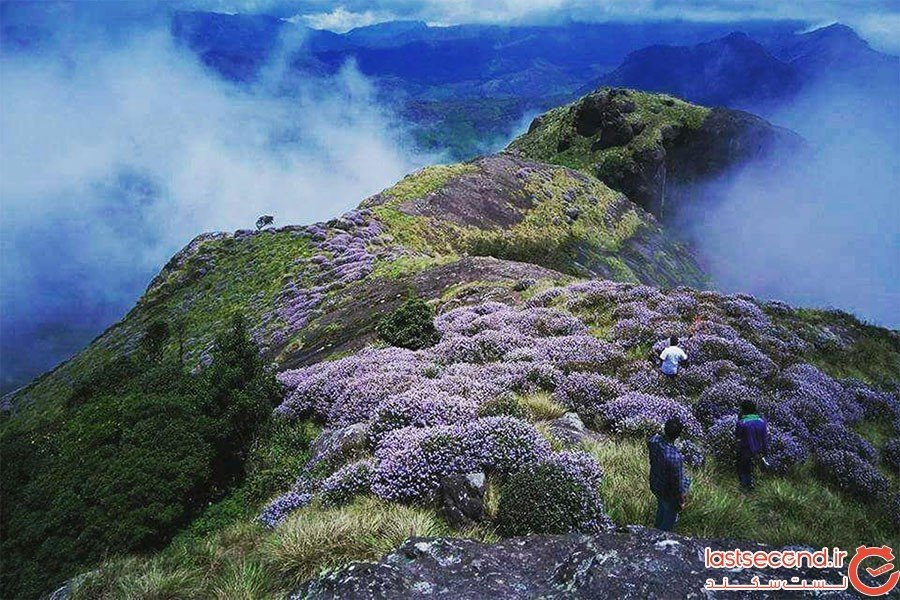 Neelakurinji
