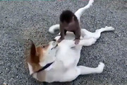 فیلم | سگی که برای بچه میمون مادری می‌کند!