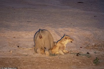 حیات وحش زامبیا