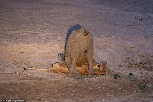حیات وحش زامبیا