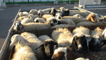 گوسفندان رومانیایی خوراک تهرانی‌ها می‌شوند