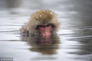 تصاویر | آب‌تنی میمون‌ها در چشمه‌های آب گرم ژاپن‎