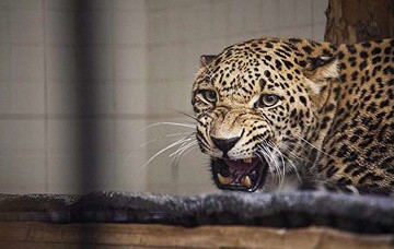 پلنگ‌های باغ‌وحش تهران برای نخستین بار جفت‌گیری کردند