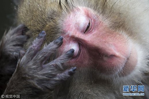آبتنی میمون‌های ماکاک در چشمه آب گرم ژاپن‎