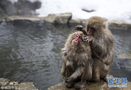 آبتنی میمون‌های ماکاک در چشمه آب گرم ژاپن‎