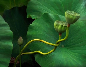  زیبایی گیاهان