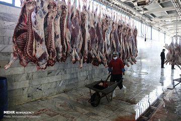 گوسفندان رومانیایی در تهران