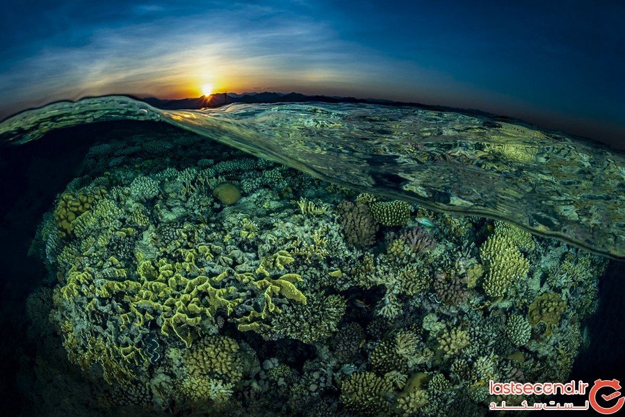 مسابقه عکاسی از زیر آب اقیانوس