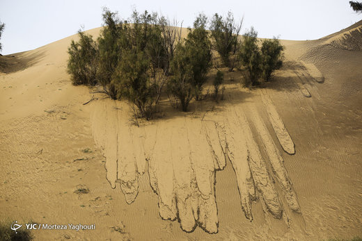 نابودی طبیعت منطقه حفاظت شده میشداغ خوزستان به بهانه مقابله با ریزگرد‌ها