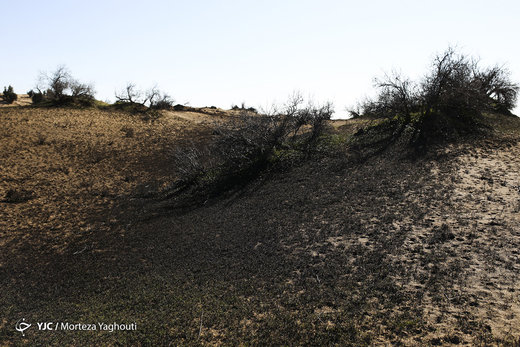 نابودی طبیعت منطقه حفاظت شده میشداغ خوزستان به بهانه مقابله با ریزگرد‌ها