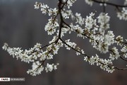 تصاویر | شکوفه‌های زودرس بهاری در گیلان
