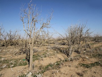 تهدید۹۰ درصد جمعیت استان چهارمحال وبختیاری با خشکسالی