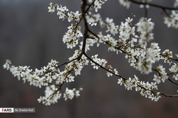 شکوفه های بهاری در گیلان