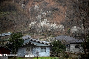 شکوفه های بهاری در گیلان