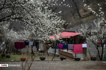 شکوفه های بهاری در گیلان