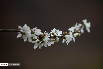 شکوفه های بهاری در گیلان
