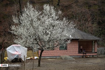 شکوفه های بهاری در گیلان