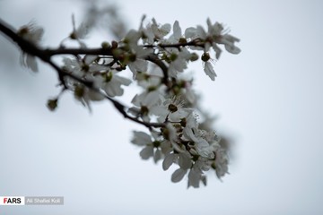 شکوفه های بهاری در گیلان
