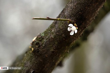 شکوفه های بهاری در گیلان