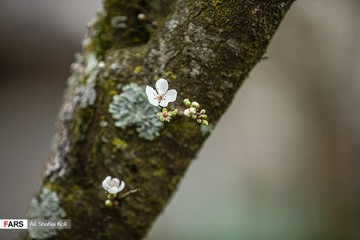 شکوفه های بهاری در گیلان