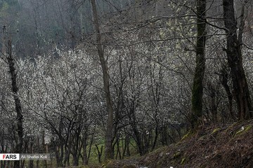 شکوفه های بهاری در گیلان