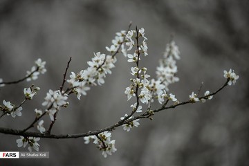 شکوفه های بهاری در گیلان