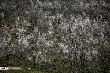 شکوفه های بهاری در گیلان