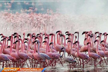 فلامینگوها در دریاچه ناکورو