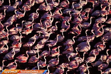 فلامینگوها در دریاچه ناکورو