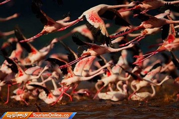 فلامینگوها در دریاچه ناکورو