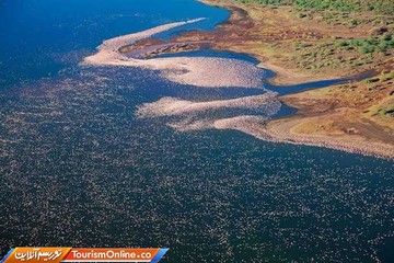 فلامینگوها در دریاچه ناکورو