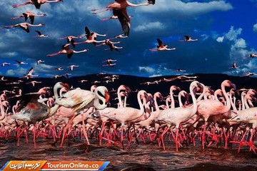 فلامینگوها در دریاچه ناکورو