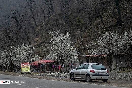 شکوفه های بهاری در گیلان