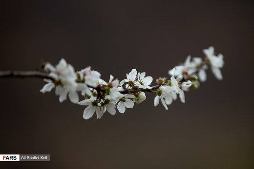 شکوفه های بهاری در گیلان