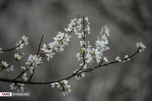 شکوفه های بهاری در گیلان