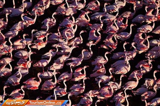 فلامینگوها در دریاچه ناکورو