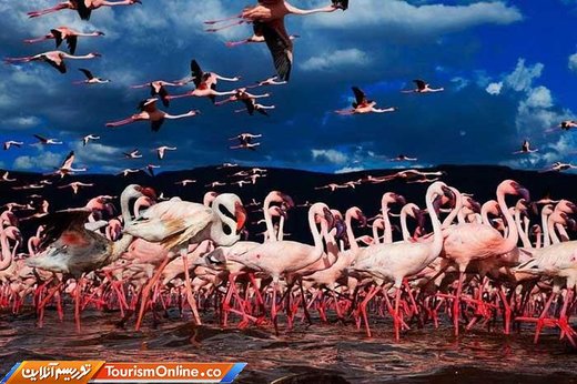 فلامینگوها در دریاچه ناکورو