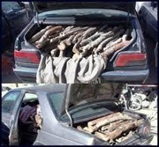 کشف بیش از ۲ تن و ۴۰۰ کیلوگرم چوب قاچاق بلوط در شهرستان لردگان