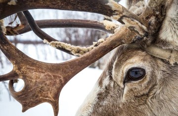 عکس | چهره گوزن شمالی در عکس روز نشنال جئوگرافیک