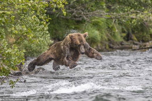 شکار ماهی سالمون توسط خرس قهوه‌ای در آلاسکا