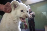 فیلم| تلخ و شیرین زندگی دوماهه دو بچه شیر
