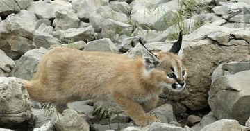 عکس | گربه وحشی در طبیعت ایلام