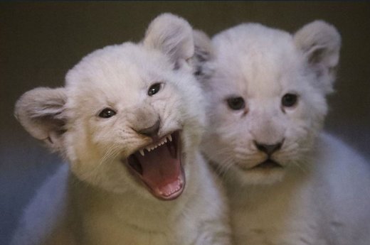 بچه شیرهای متولد شده در باغ وحش هدنین چک