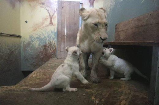 بچه شیرهای متولد شده در باغ وحش هدنین چک