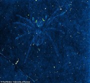 کشف فسیل ۱۱۳ میلیون ساله از عنکبوتی با چشمان شب‌تاب/ عکس