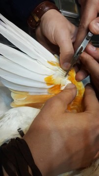 عمل پیوند پَر در پرندگان آسیب دیده در البرز