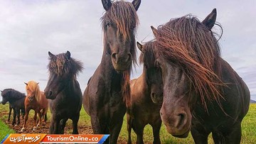 برترین عکس های رقابت به نام MPA یا جوایز عکاسی با موبایل