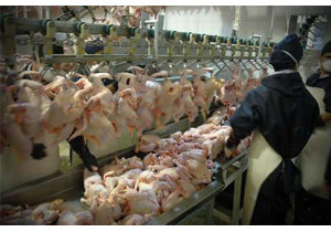 کاهش قیمت مرغ
